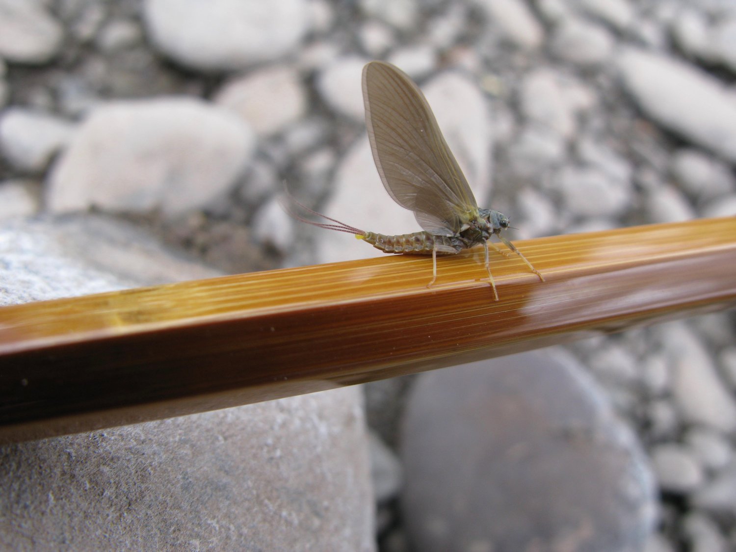 The Hendrickson mayfly, female of E. subvaria.